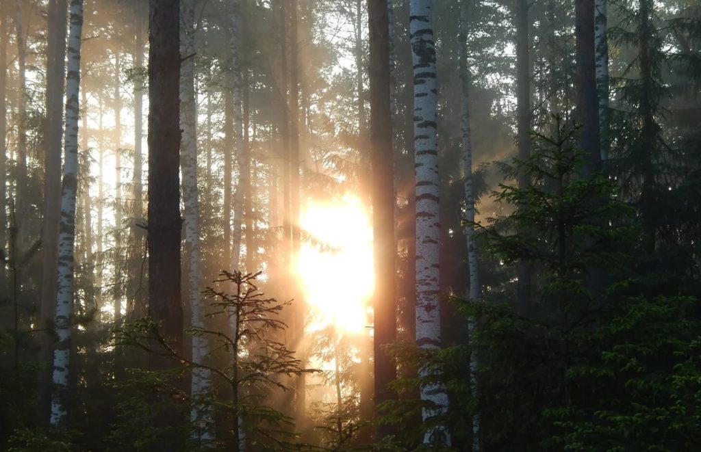 sunlight breaking through the forest and trees