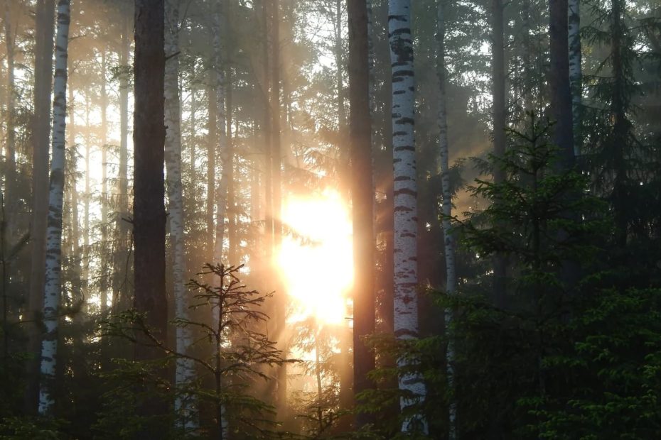 sunlight breaking through the forest and trees